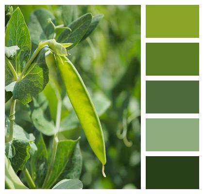 Green Sweet Pea Vegetables Image